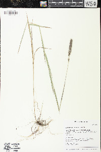 Muhlenbergia glomerata image