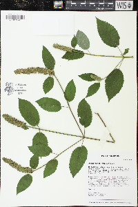 Agastache nepetoides image