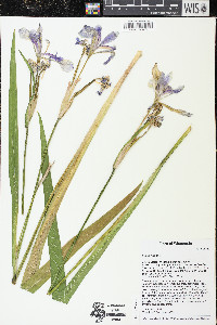 Iris virginica image