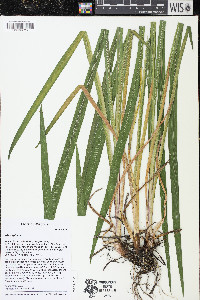 Iris virginica image