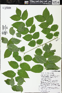 Gymnocladus dioicus image