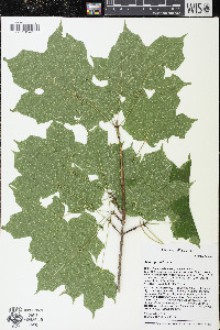 Acer nigrum image