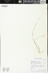 Aristida longespica image