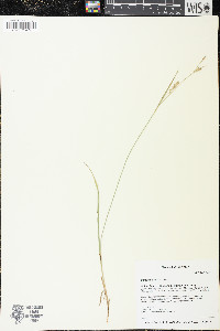 Carex tetanica image