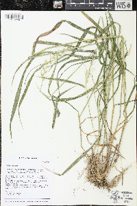 Elymus hystrix image