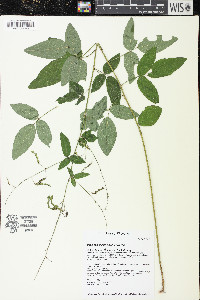 Desmodium perplexum image