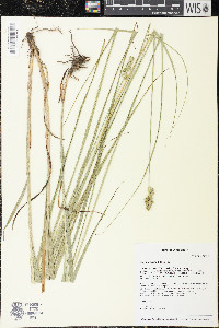 Carex gravida image