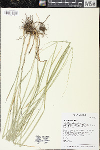 Carex gravida image