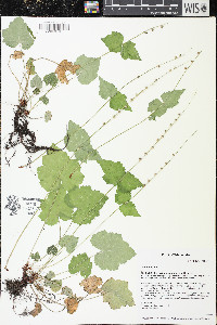 Mitella diphylla image
