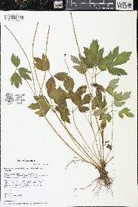 Ranunculus hispidus var. nitidus image