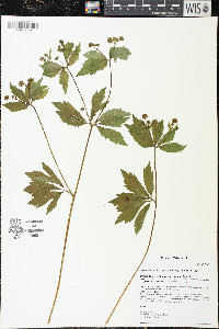 Sanicula odorata image