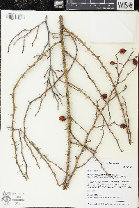 Rosa rubiginosa image