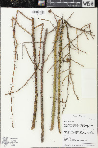 Rosa rubiginosa image