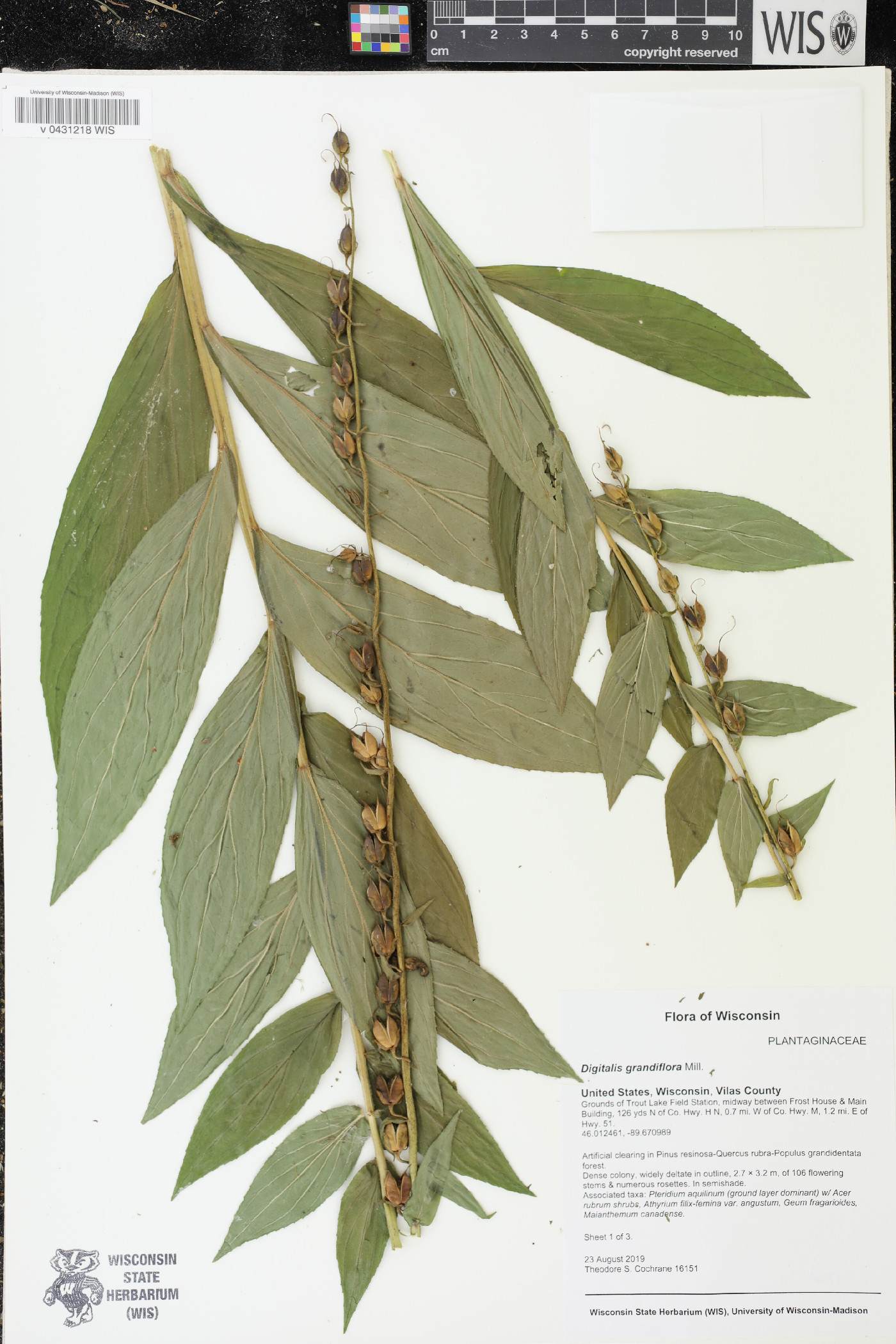 Digitalis grandiflora image