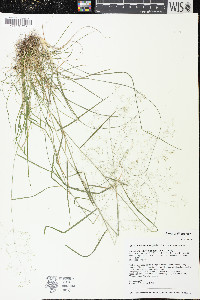 Agrostis perennans var. perennans image