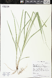 Carex sparganioides image