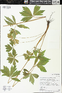 Sanicula odorata image