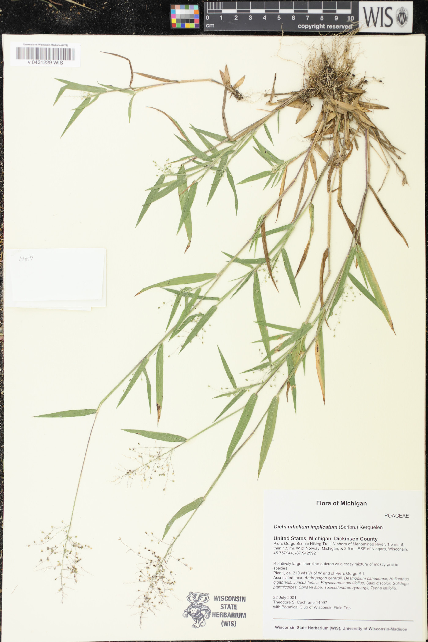 Panicum acuminatum image
