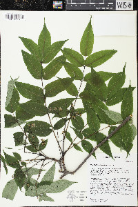 Phellodendron amurense image