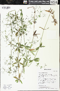 Galium odoratum image