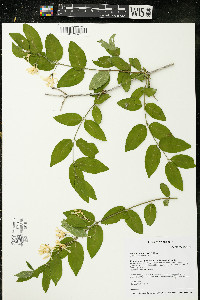 Lonicera morrowii image