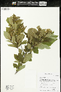 Cornus racemosa image