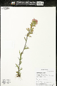 Castilleja coccinea image