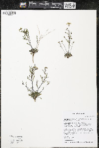 Arabidopsis lyrata subsp. lyrata image