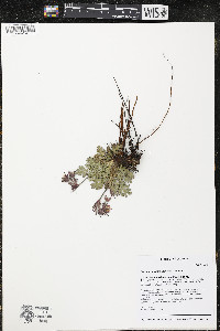 Geum triflorum image