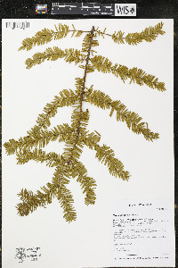 Taxus canadensis image