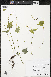 Mitella diphylla image