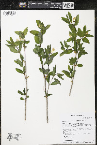 Lonicera canadensis image