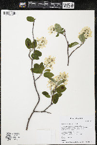 Amelanchier sanguinea image