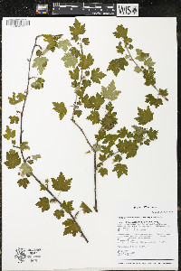 Ribes oxyacanthoides image