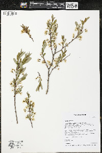 Prunus pumila image