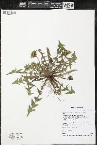 Taraxacum erythrospermum image