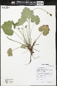 Heuchera richardsonii image