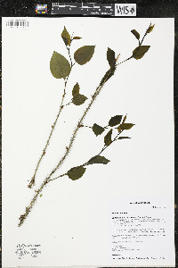 Smilax tamnoides image