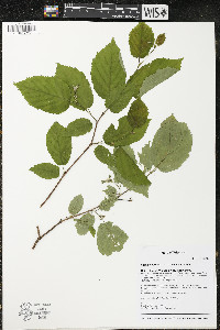 Corylus cornuta subsp. cornuta image