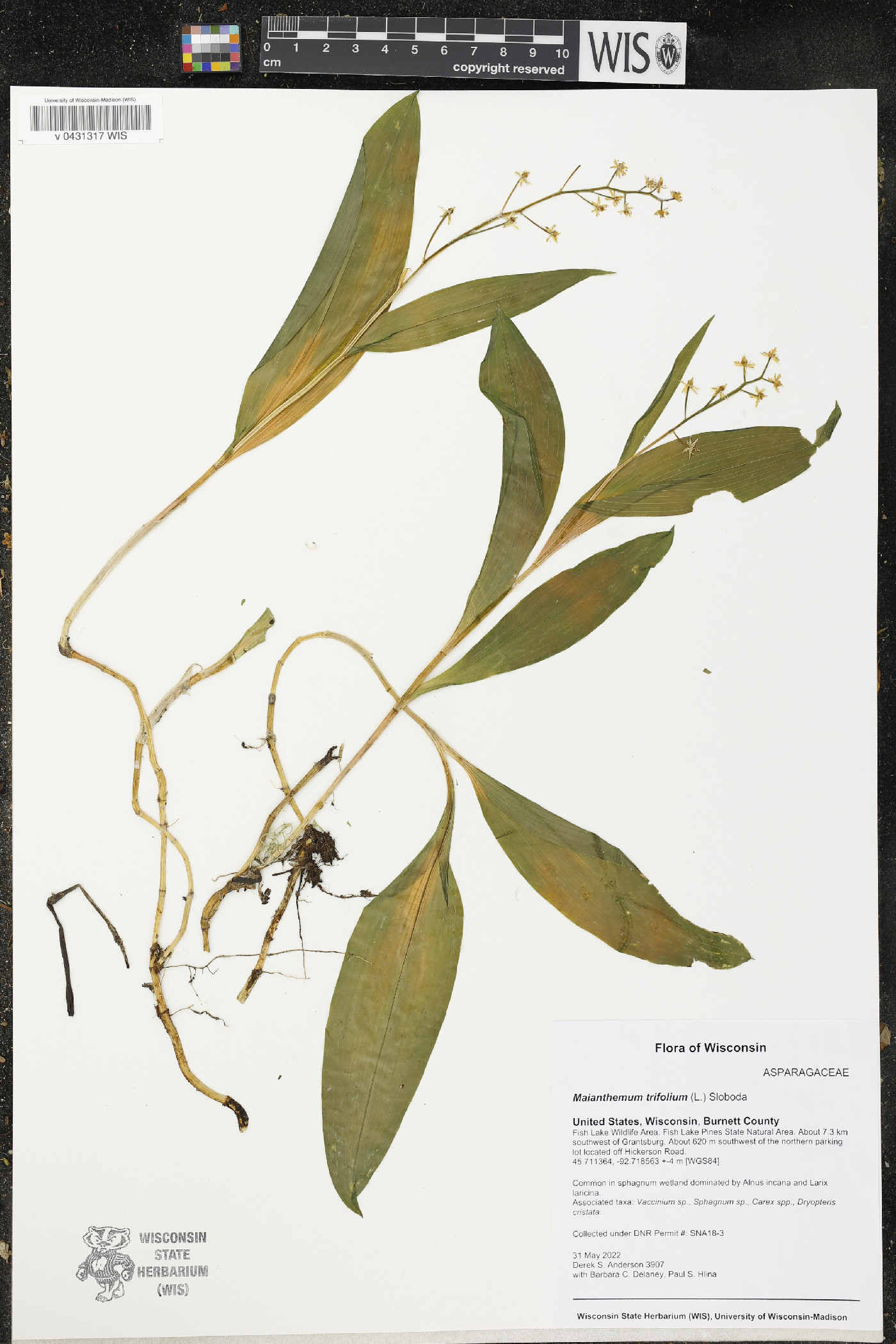 Maianthemum trifolium image