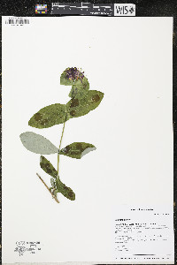 Lonicera dioica image