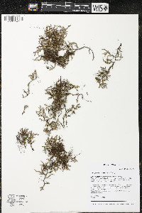 Selaginella rupestris image