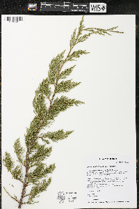 Juniperus virginiana var. virginiana image