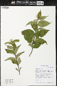 Diervilla lonicera image