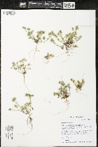 Scleranthus annuus image