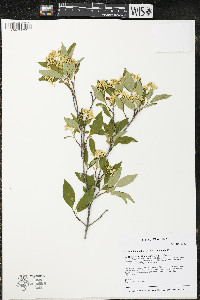 Cornus foemina subsp. racemosa image