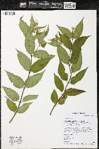 Diervilla lonicera image