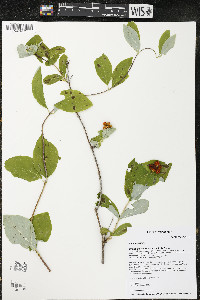 Lonicera dioica image