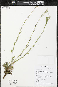 Arabis pycnocarpa image