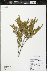 Chamaedaphne calyculata image